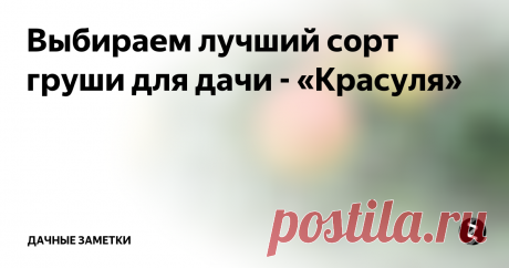 Выбираем лучший сорт груши для дачи - «Красуля» «Красуля» — сорт груши летнего срока созревания, нежно и трепетно любимый многими садоводами-любителями за невероятную вкусноту плодов. И ласковое название сорта только подтверждает, что «Красуля» народную любовь получает по заслугам.
«Красуля» выведена в 1987 году в Южно-уральском НИИ плодоовощеводства и картофелеводства путем скрещивания груш сортов «Поздняя» и «Маленькая радость». В результате
