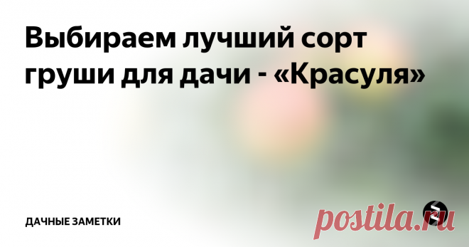 Выбираем лучший сорт груши для дачи - «Красуля» «Красуля» — сорт груши летнего срока созревания, нежно и трепетно любимый многими садоводами-любителями за невероятную вкусноту плодов. И ласковое название сорта только подтверждает, что «Красуля» народную любовь получает по заслугам.
«Красуля» выведена в 1987 году в Южно-уральском НИИ плодоовощеводства и картофелеводства путем скрещивания груш сортов «Поздняя» и «Маленькая радость». В результате