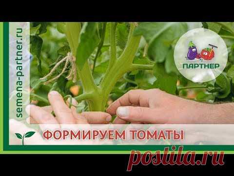 ФОРМИРОВАНИЕ ТОМАТОВ