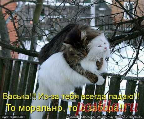 113 котоматриц | Релаксик