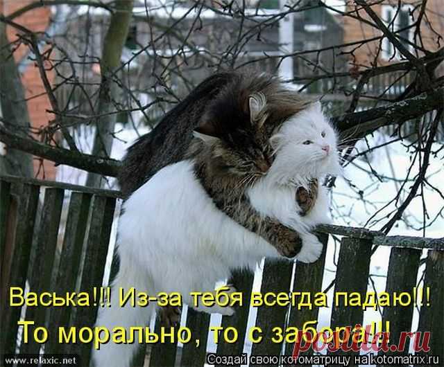 113 котоматриц | Релаксик