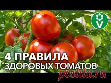 ЗОЛОТЫЕ ПРАВИЛА ВЫРАЩИВАНИЯ ТОМАТОВ. БЕЗ ХИМИИ И ОБРАБОТОК!