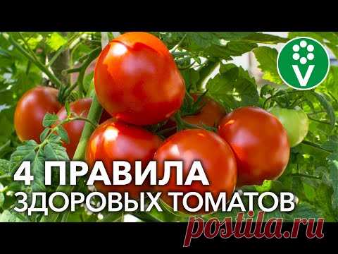 ЗОЛОТЫЕ ПРАВИЛА ВЫРАЩИВАНИЯ ТОМАТОВ. БЕЗ ХИМИИ И ОБРАБОТОК!