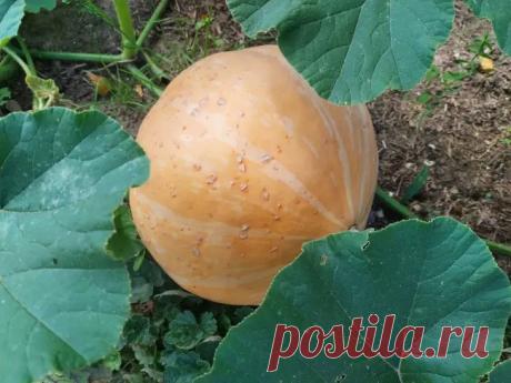 Тыквы наливаются быстрее: зачем нужно подложить доску под плод Крупные тыквы, лежащие прямо на земле, часто начинают подгнивать или становятся добычей слизней.