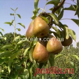 Груша колоновидная 
