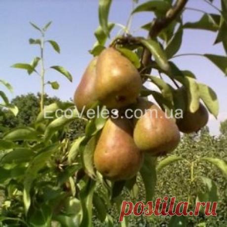 Груша колоновидная "Сапфира" (контейнер) - EcoVeles