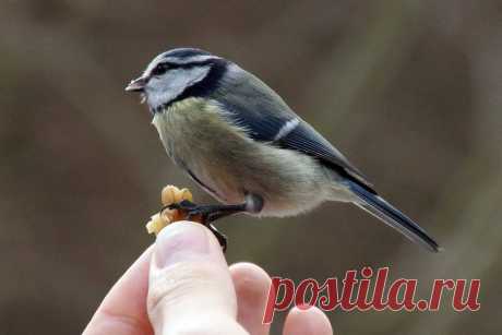 Птички-синички - Юлия Алексеева