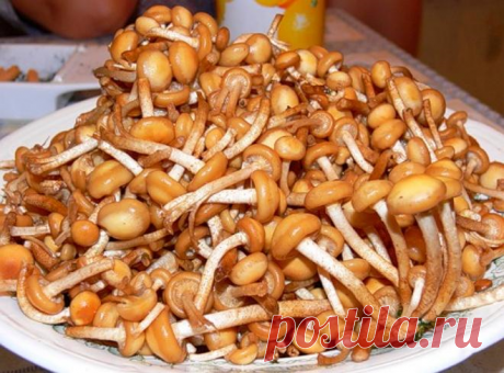 Выращиваем зимние опята на балконе