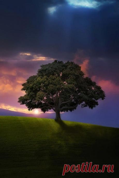 ponderation: Sunset by Bess™ | Tree &amp; Path