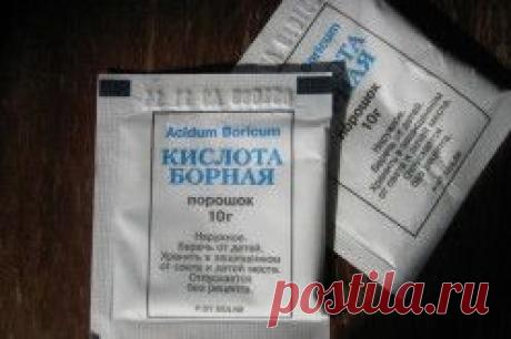 Узнайте как вывести тараканов в квартире надежными методами