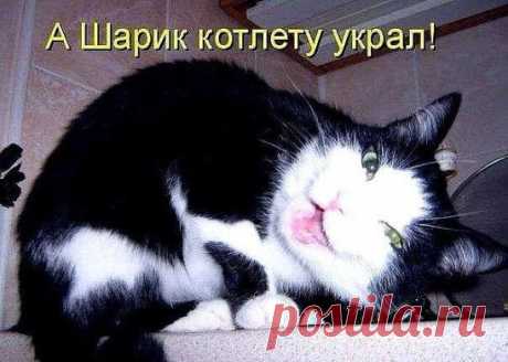 Котишка-плохишка.