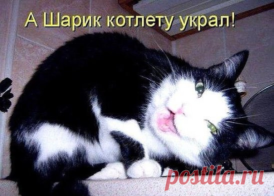 Котишка-плохишка.