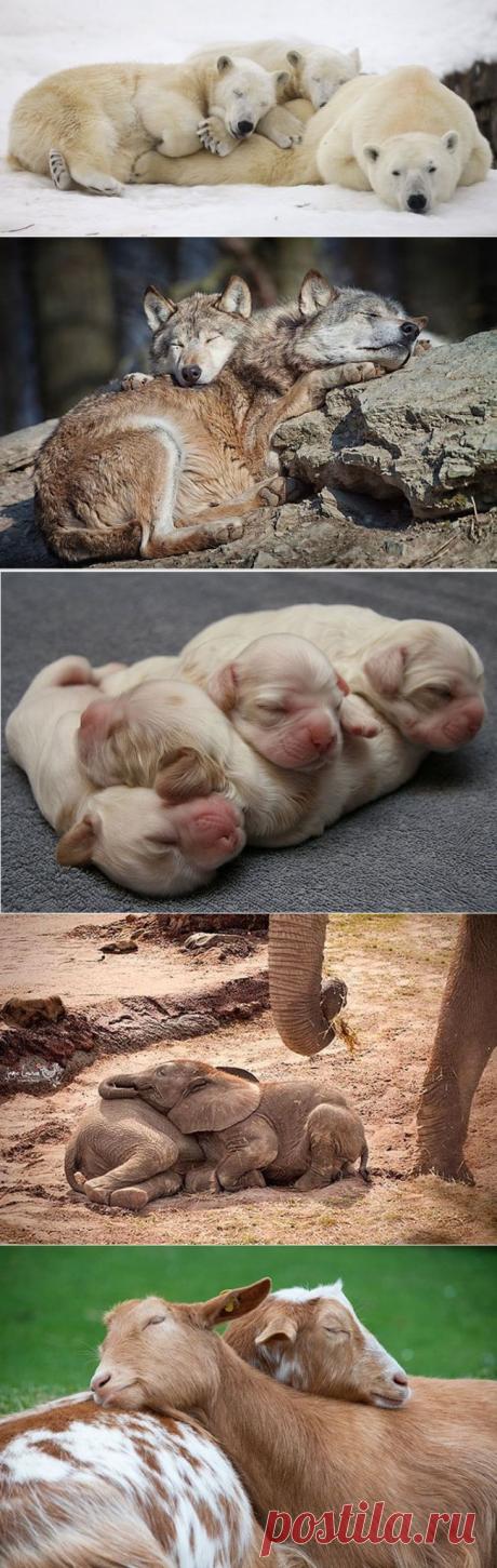 Лохматые товарищи, которые знают как надо спать
