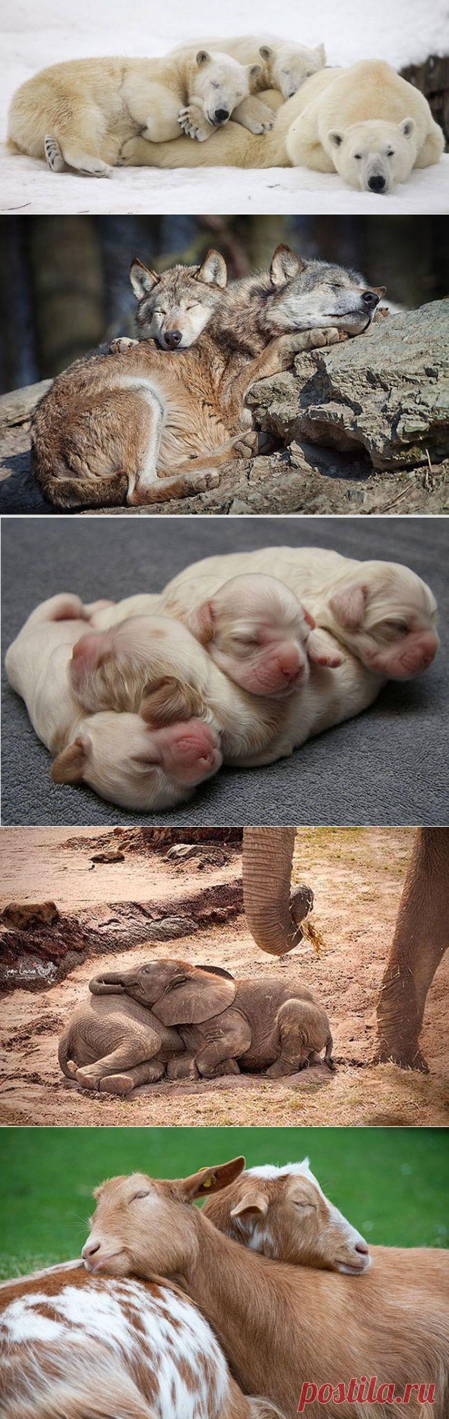 Лохматые товарищи, которые знают как надо спать