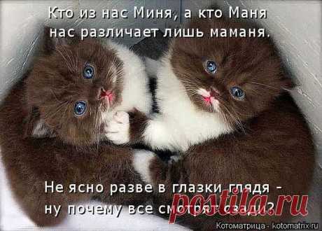 Лучшие котоматрицы за прошедшую неделю / Питомцы