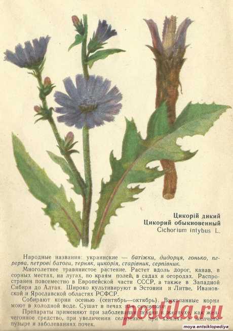 Цикорий обыкновенный