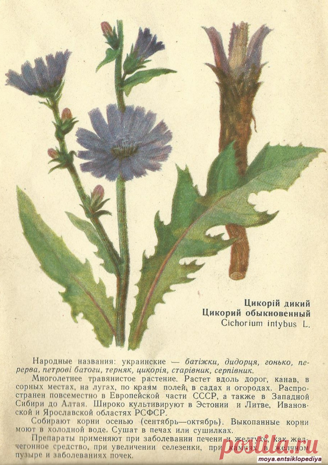 Цикорий обыкновенный
