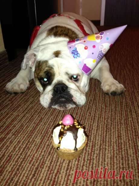 Смешные животные, отмечающие свои дни рождения
