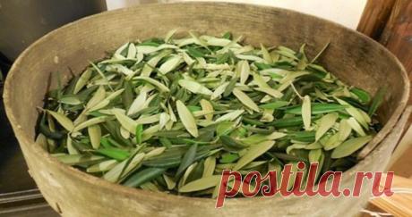 Попрощайтесь с кровоизлияниями, диабетом, гипертоническими заболеваниями, болезнью Альцгеймера и многим другим, используя эти простые листья!