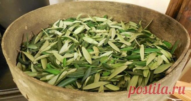 Попрощайтесь с кровоизлияниями, диабетом, гипертоническими заболеваниями, болезнью Альцгеймера и многим другим, используя эти простые листья!