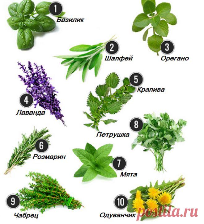 10 трав на все случаи жизни | Pixy.ru