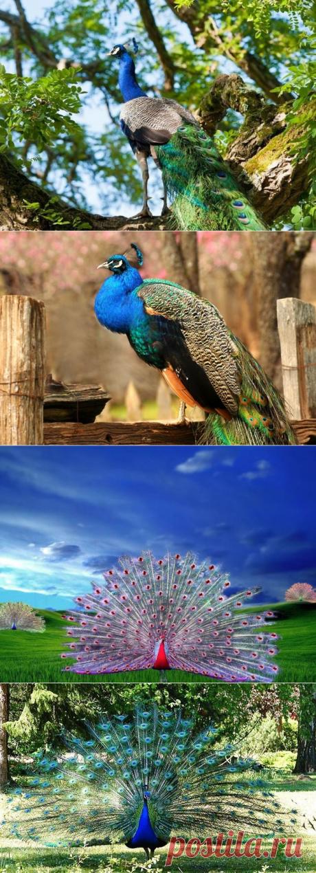 фото павлинов - Самое интересное в блогах