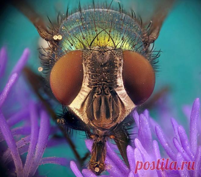 maikl36 :: Дегустация :: Макро :: Галерея :: Клуб Foto.ru