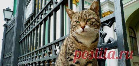 Иногда нужно просто сменить кота | Я так вижу