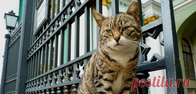 Иногда нужно просто сменить кота | Я так вижу