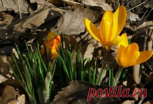 Marie в Instagram: «Snart så... #krokus#vårblommor#våraning#fotoutmaningmars2018 #sooninmygarden#crocus#springflowers»