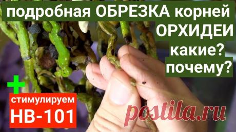 HB-101 "НЕСУЩИЙ ЖИЗНЬ" ОРХИДЕЯМ и подробная обрезка корней ОРХИДЕЙ каких и почему HB-101 "НЕСУЩИЙ ЖИЗНЬ" ОРХИДЕЯМ и подробная обрезка корней ОРХИДЕЙ каких и почему https://youtu.be/KDZl59XrVKw - какой ПОЛИВ ОРХИДЕЙ и температура для ПЫШНОГ...