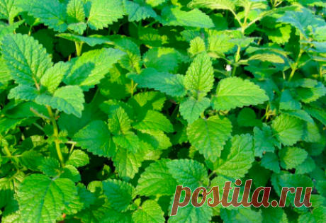 Мята и мелисса очистят сосуды и облегчат токсикоз