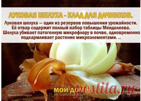 Луковая шелуха - клад для дачников
