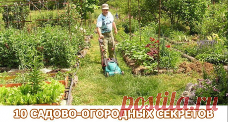 «Солим» лук или 10 садово-огородных секретов;) | 6 соток