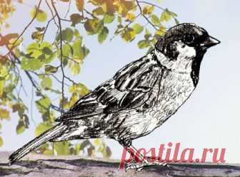Рисуем воробья — Сделай сам, идеи для творчества - DIY Ideas