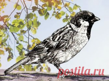 Рисуем воробья — Сделай сам, идеи для творчества - DIY Ideas