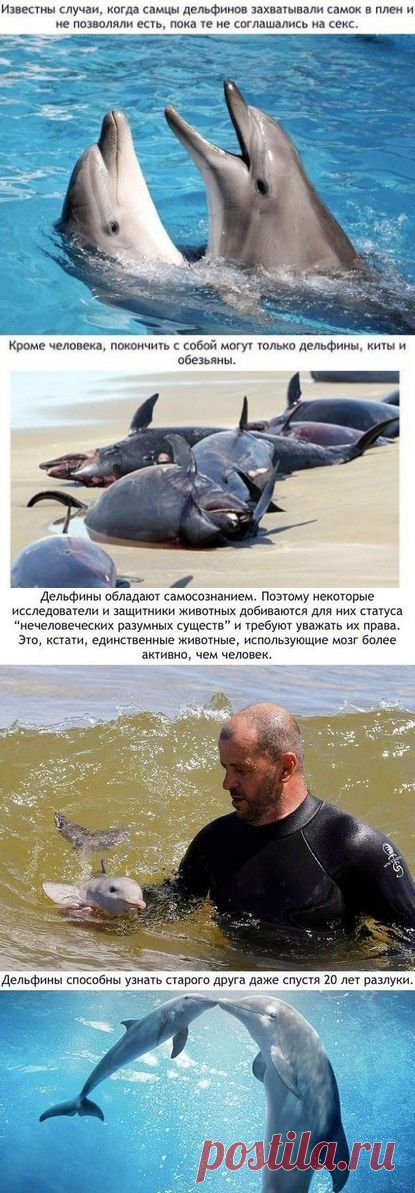 Малоизвестные и удивительные факты о дельфинах | Хитрости Жизни
