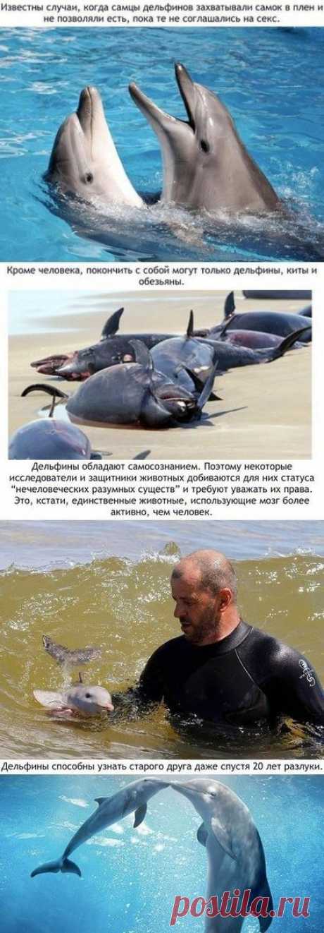 Малоизвестные и удивительные факты о дельфинах | Хитрости Жизни