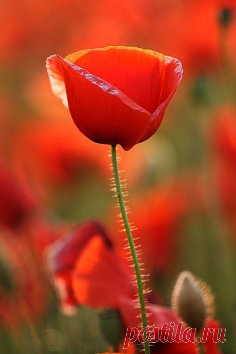 (185) Pinterest