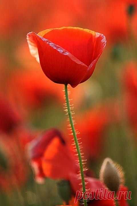 (185) Pinterest