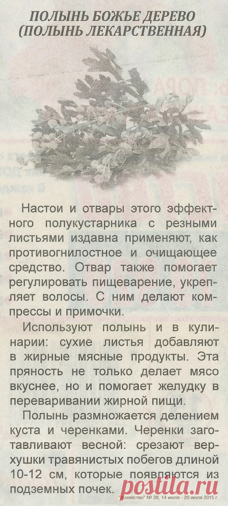 Полынь лекарственная