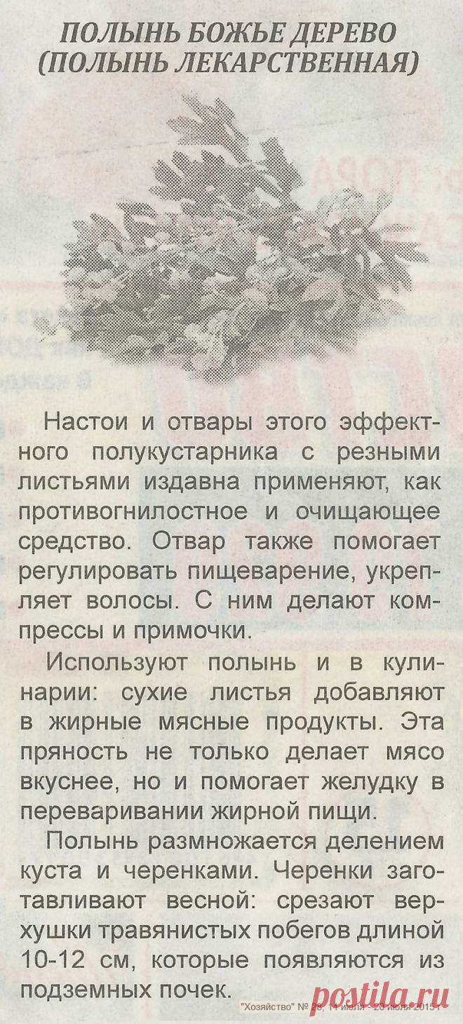 Полынь лекарственная