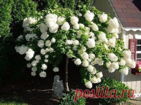 Не капризная гортензия! Сажайте на здоровье!
Пять причин посадить белую гортензию
Многие цветоводы в погоне за красотой приобретают сорта древовидных гортензий различной по форме соцветий и окраски. Ни кто не спорит! Эти растения обладают высоко-декоративными качествами. Удивительно красивые конус-образные, шаровидные соцветия от розового, сиреневого до тёмно-красного цвета - всегда вызывают восторг.
У цветоводов сразу же возникает желание приобрести редкие сорта гортензий.
Получив желаемое, нах