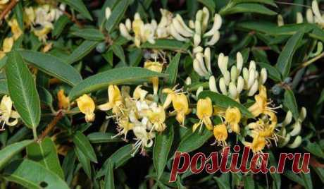 Жимолость вьющаяся — украшение вашего сада