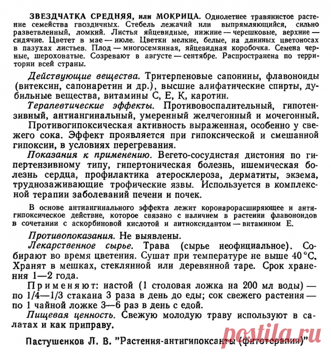 Звездчатка средняя или мокрица