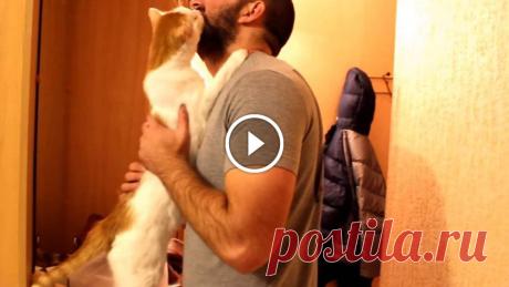 Кот Василий сильно скучал по хозяину... 
Животные очень привязываются к своим хозяевам. И если им платить добром, то они отплатят лаской. герой нашего ролика наверняка очень хорошо обходится с котом. И это видно из ролика, так как кот Васил…