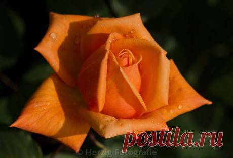 Письмо «сообщение Schamada : Очень красивые фотографии из Парка роз в Баден-Баден /Германия (02:47 29-05-2014) [3907317/326070406]» — Schamada — Яндекс.Почта