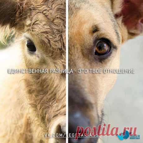 Вегетарианцы / Веганы