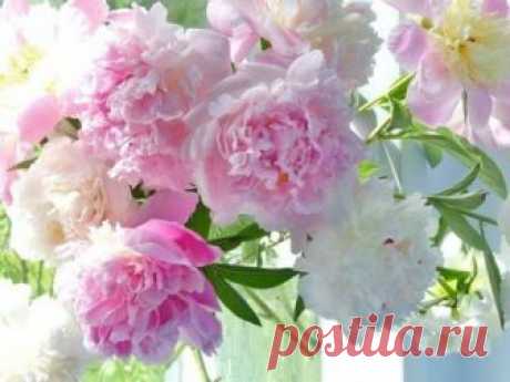 Милые цветы для Вашего дома