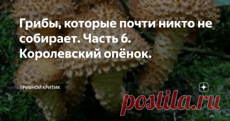 Грибы, которые почти никто не собирает. Часть 6. Королевский опёнок. Всем здравия и любимых грибов полные корзины!
В российских лесах растёт огромное количество грибов. Но собираем мы только малую толику того, что могли бы. И дело вовсе не в том, что грибы ежегодно не родятся и не плодятся. Обычный, среднестатистический грибник собирает чаще всего 4-6 видов грибов, которые ему хорошо известны.